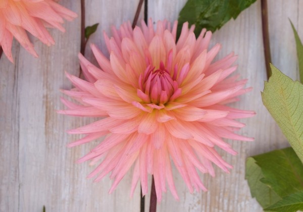 Dahlia hortensis Preference