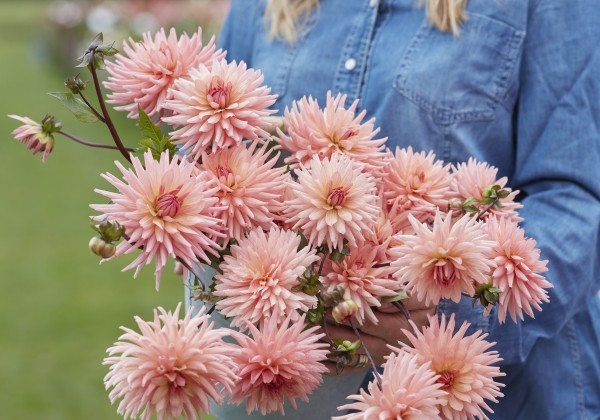 Dahlia hortensis Preference