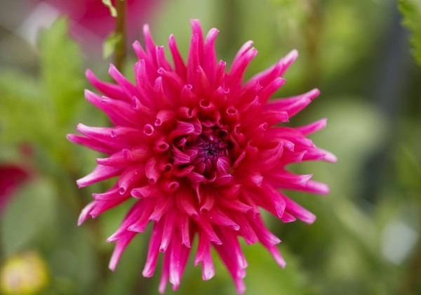 Dahlia hortensis Purple Gem