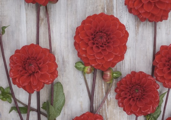 Dahlia hortensis Red Cap