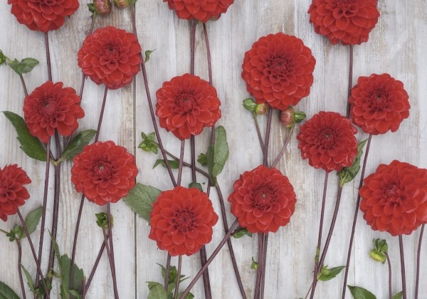 Dahlia hortensis Red Cap