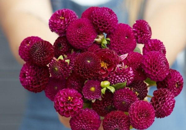 Dahlia hortensis Rocco