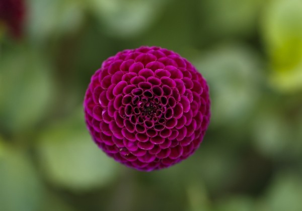 Dahlia hortensis Rocco