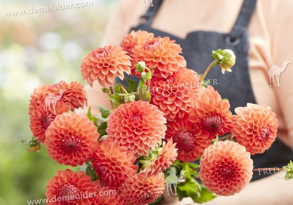 Dahlia hortensis Safe Shot
