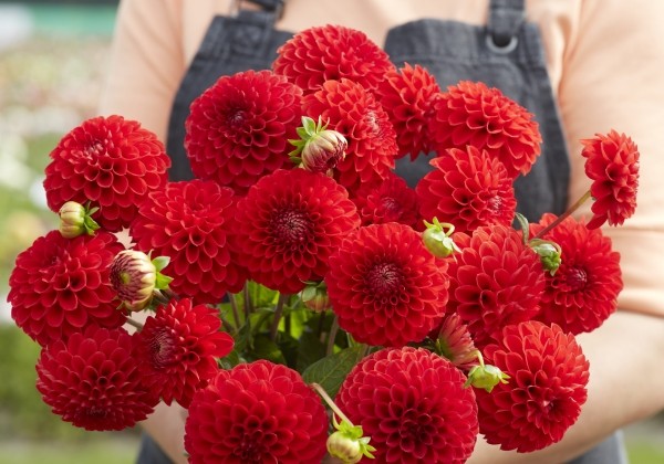 Dahlia hortensis Salsa