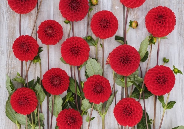 Dahlia hortensis Salsa