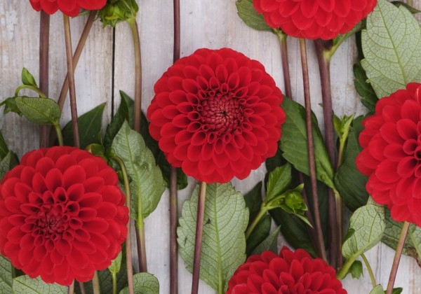 Dahlia hortensis Salsa