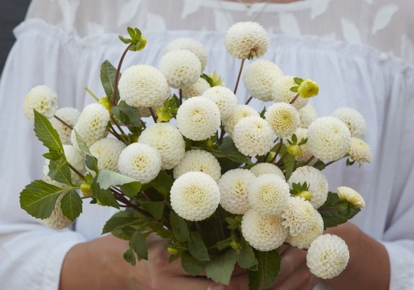 Dahlia hortensis Small World