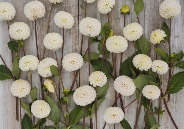 Dahlia hortensis Small World