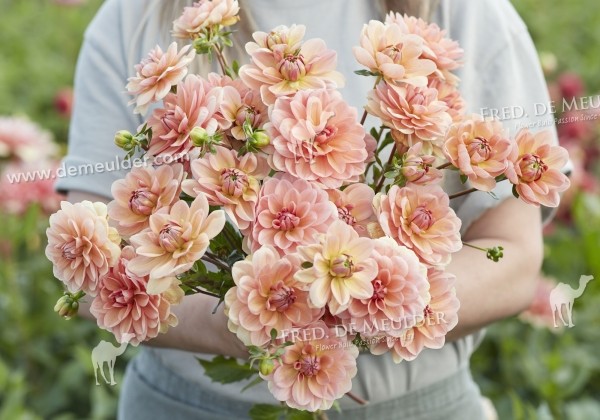 Dahlia hortensis Yelno Harmony