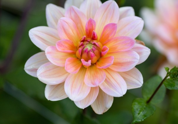 Dahlia hortensis Yvonne