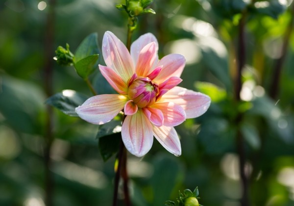 Dahlia hortensis Yvonne