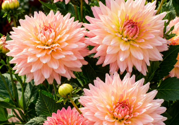 Dahlia hortensis Gallery Leonardo