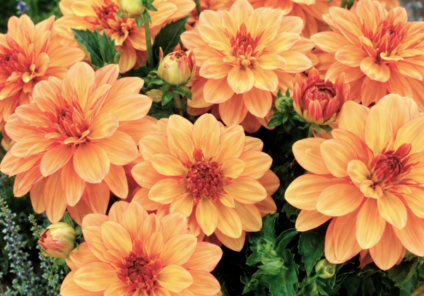 Dahlia hortensis Gallery Cobra