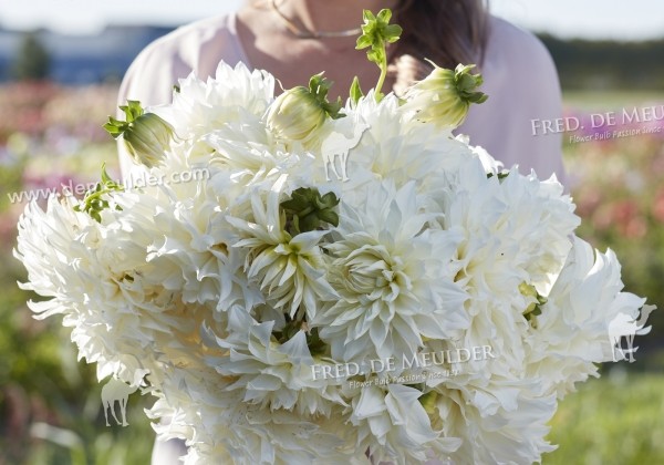 Dahlia hortensis Fleurel