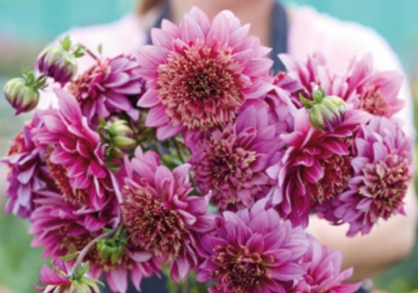 Dahlia hortensis Mambo