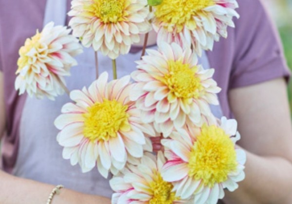 Dahlia hortensis Polka