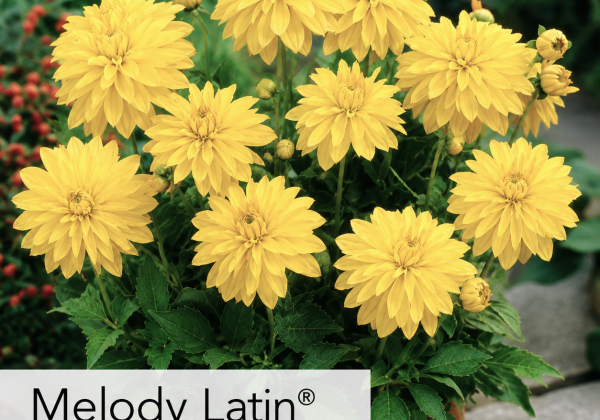 Dahlia hortensis Melody Latin