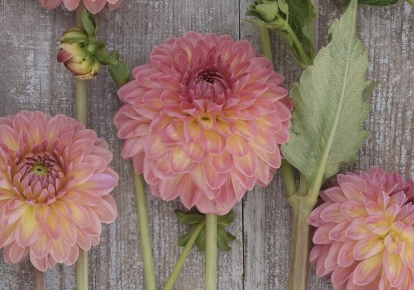 Dahlia hortensis Hillcrest Suffusion