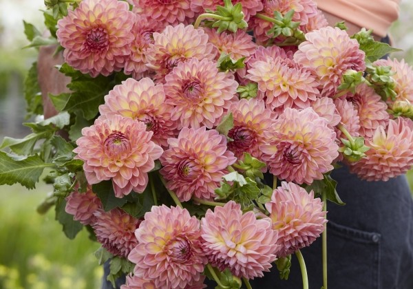 Dahlia hortensis Hillcrest Suffusion