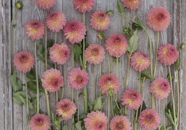 Dahlia hortensis Hillcrest Suffusion
