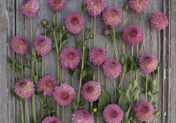 Dahlia hortensis Pink Suffusion