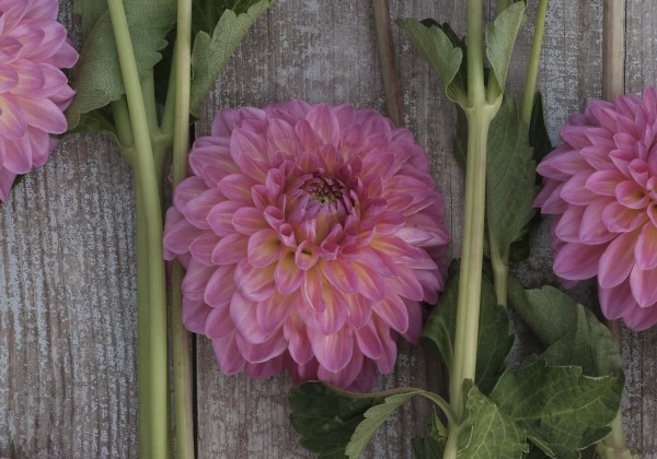 Dahlia hortensis Pink Suffusion