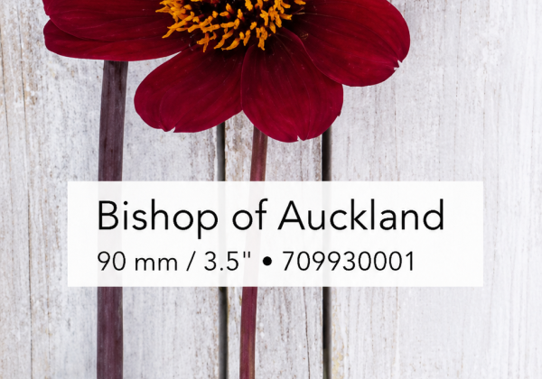 Dahlia hortensis Bishop of Auckland