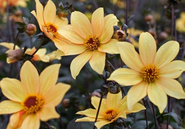Dahlia hortensis Bishop of York