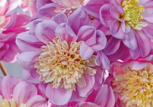Dahlia hortensis Take Off