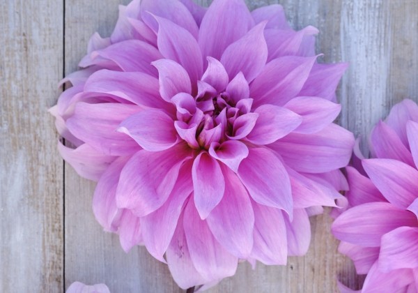 Dahlia hortensis Babylon Lila