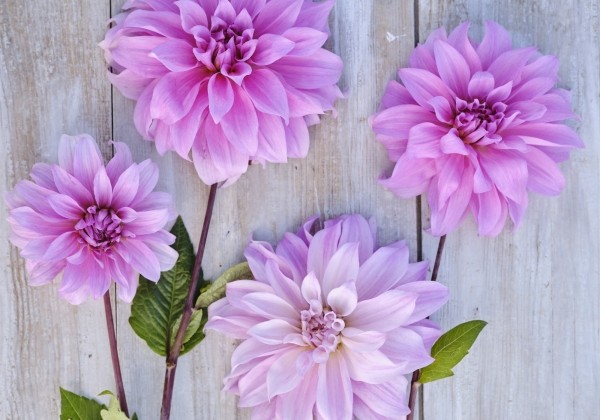 Dahlia hortensis Babylon Lila