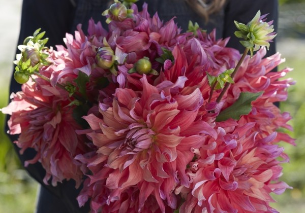 Dahlia hortensis Belle of Barmera