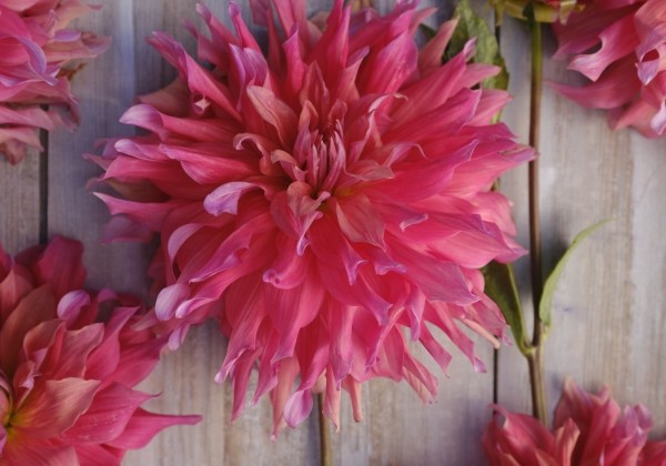 Dahlia hortensis Belle of Barmera