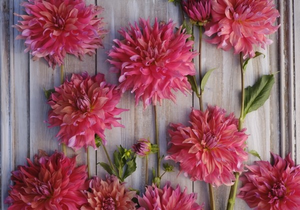 Dahlia hortensis Belle of Barmera