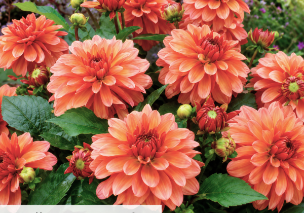 Dahlia hortensis Gallery Matisse