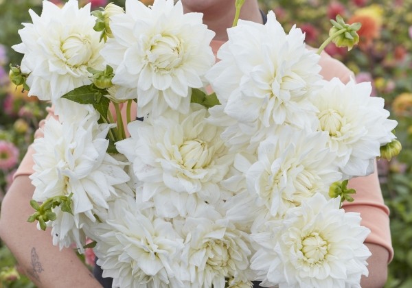 Dahlia hortensis White Alva