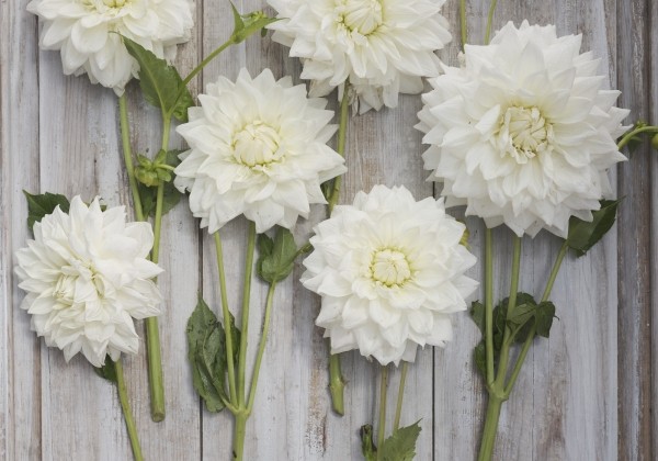 Dahlia hortensis White Alva