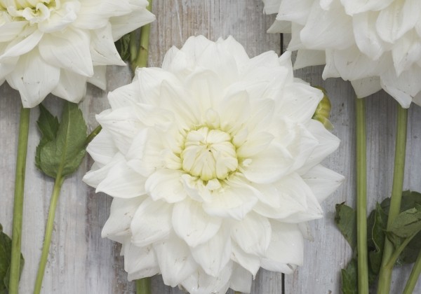 Dahlia hortensis White Alva