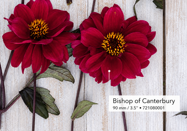Dahlia hortensis Bishop of Canterbury