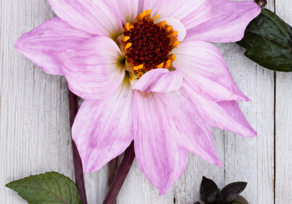 Dahlia hortensis Bishop of Leicester
