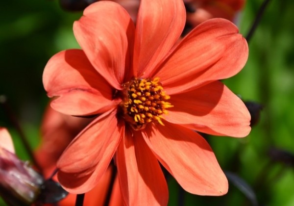 Dahlia hortensis Bishop of Oxford