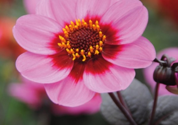 Dahlia hortensis HS Juliet