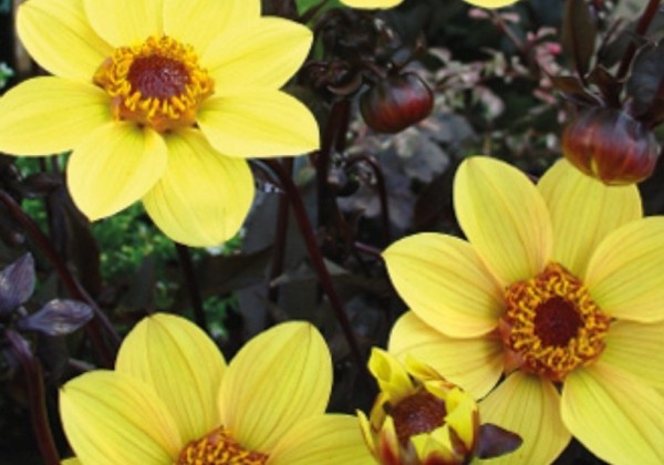 Dahlia hortensis HS Party
