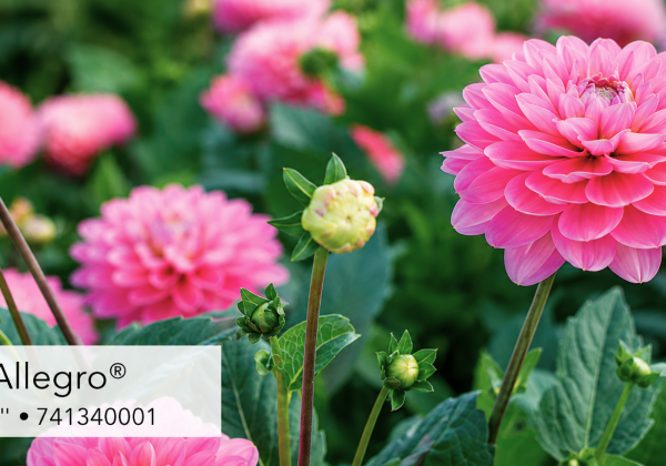 Dahlia hortensis Melody Allegro