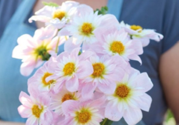 Dahlia hortensis Teesbrooke Audrey