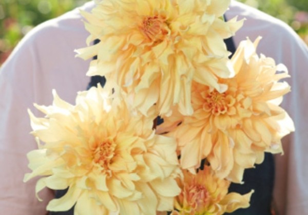 Dahlia hortensis Big Brother