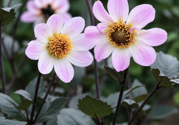 Dahlia hortensis Bishop of Dover