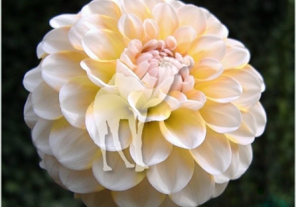 Dahlia hortensis Brandon James