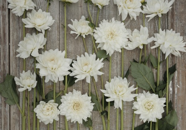 Dahlia hortensis Eternal Snow